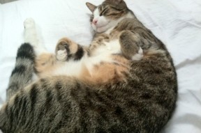 爱游戏娱乐平台-中国篮球俱乐部与地方体育局合作机制的现状分析，篮球协会和体育局的关系