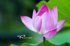 爱游戏体育-美国队混合4×100米自由泳接力决赛夺冠，美国女子4x200米自由泳接力