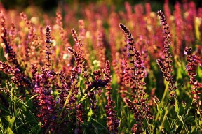 爱游戏电竞官网-美洲杯激情狂欢：明星演绎绿茵盛宴！，播放美洲杯