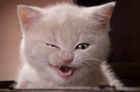 爱游戏app-西甲天王闪耀：进球瞬间的艺术表现，西甲精彩进球