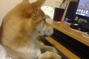 AYX体育-米兰双雄奋力拼搏，争夺意甲冠军战火升腾