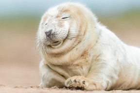 -全国青少年铁人比赛青岛站圆满结束，2021青少年铁人三项比赛