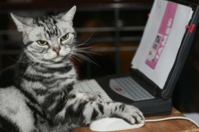 爱游戏娱乐-麦克沃伊短程蝶泳展现绝对统治力，麦克尼尔200米蝶泳成绩