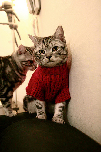 全国青少年铁人三项赛在青岛圆满落幕，青春践行极限，全国铁人三项赛 全国多少个站