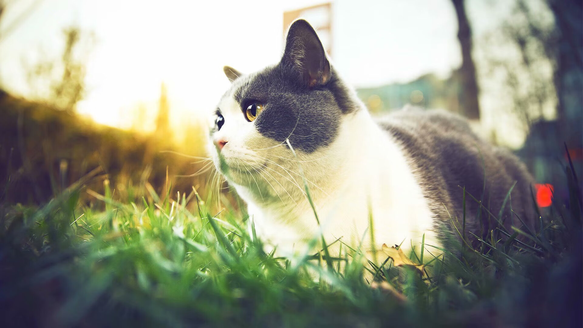 五大联赛战术执行难度是否因视频分析而降低,五大联赛的赛制