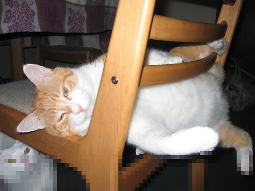 山西龙狮主教练强调防守反击战术调整,龙狮球员