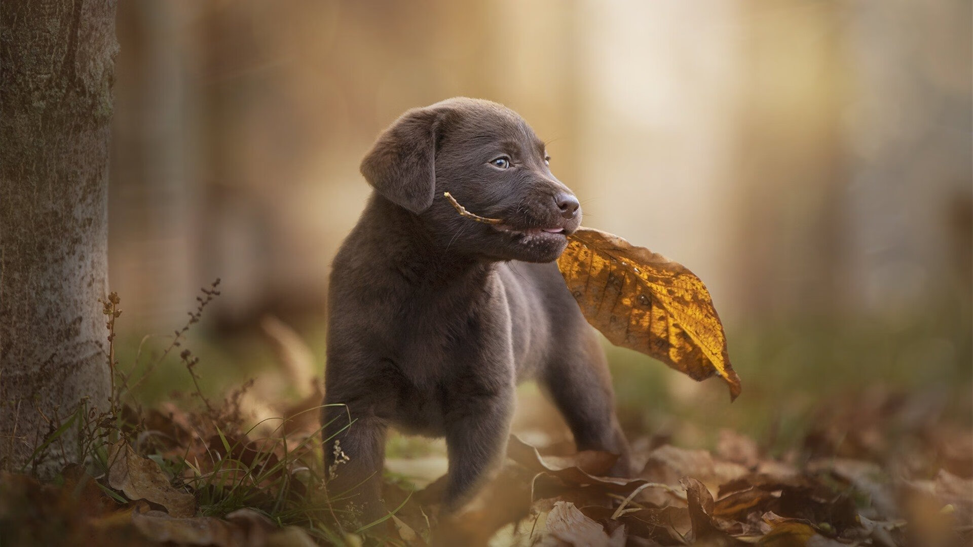 丹·卡特:世界橄榄球历史上最具影响力的踢球后卫之一,丹佛橄榄球队