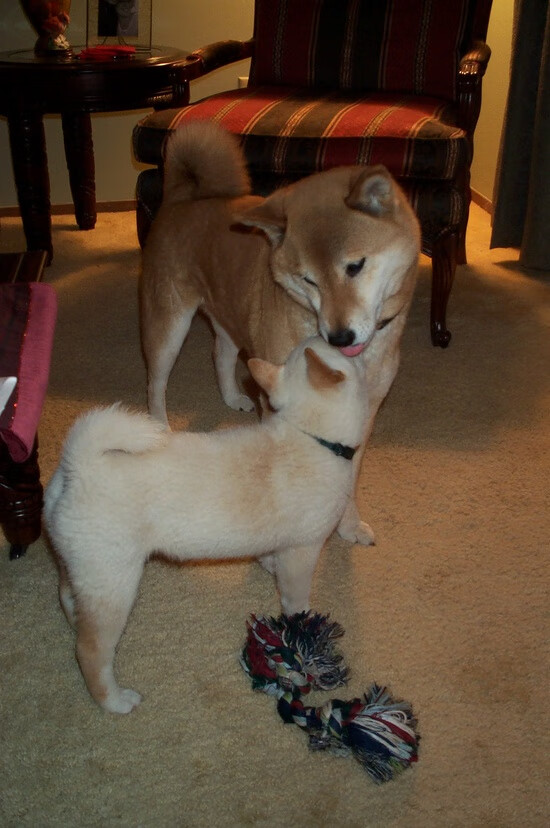 球员挑战高强度训练自我突破展现不服输的职业拼搏精神,职业球员训练强度多大