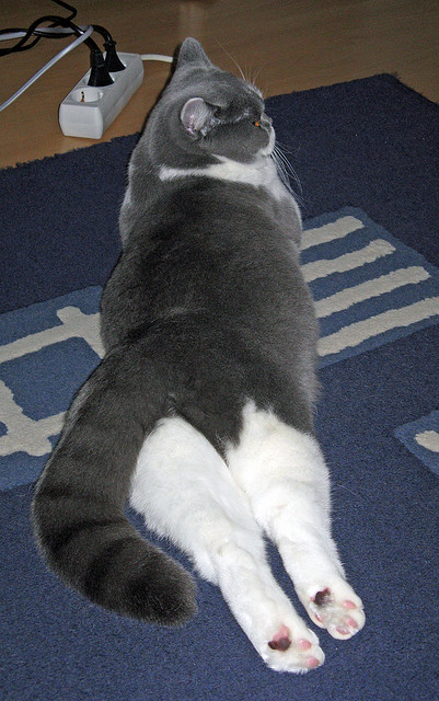 美洲杯明星聚集：场场精彩，令人难忘！，美洲杯明星球员