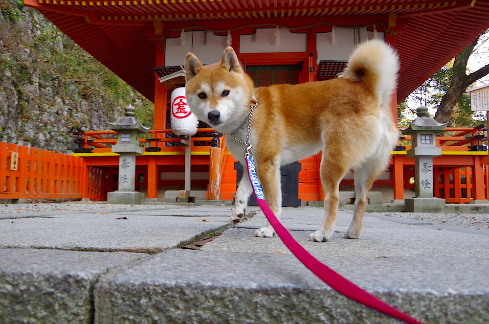 莱昂·马尔尚赛后分享备赛心得,莱昂内尔·马丁