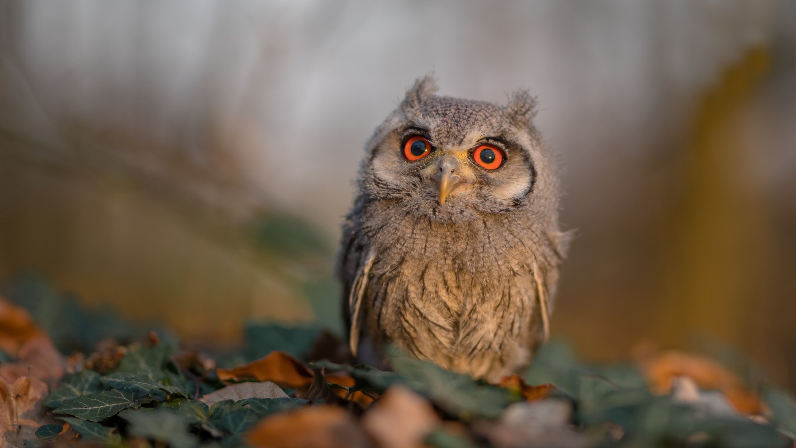 赞比亚男篮在非洲预赛中奋勇追逐，体育版图不断扩大，赞比亚进球