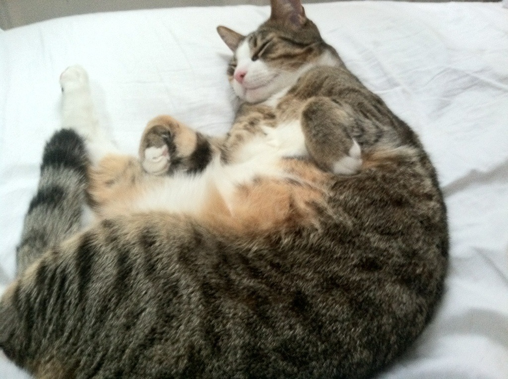 中国篮球俱乐部与地方体育局合作机制的现状分析，篮球协会和体育局的关系